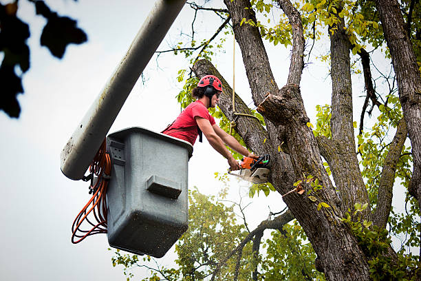 Best Tree and Shrub Care  in Botkins, OH